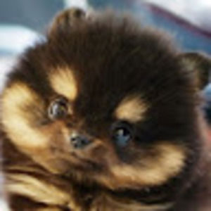 Meet your Posher, Cheyenne